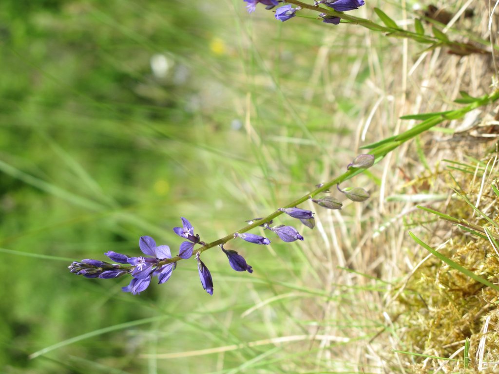 Polygala vulgaris
